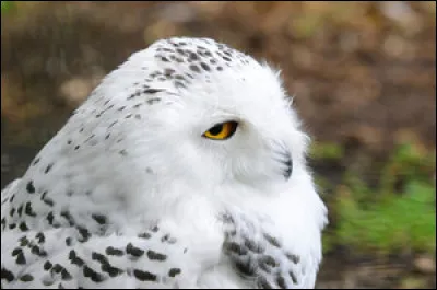 Comment la chouette de Harry s'appelle-t-elle ?