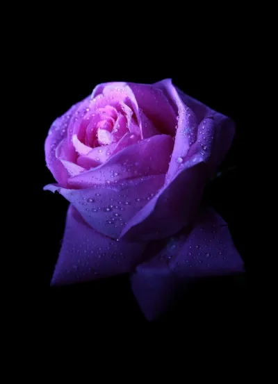 De quelle team font-ils partie ?