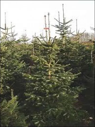 Vous voulez acheter un sapin pour Noël, lequel de ces sapins gardera ses épines le plus longtemps ?