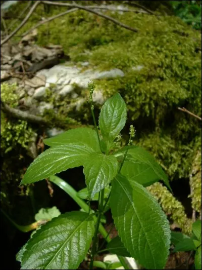 L'auraric était le nom d'un métal : lequel ?