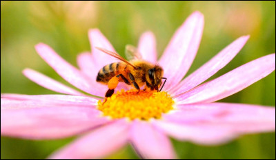 Comment s'appelle la substance sucrée que beaucoup d'insectes obtiennent à partir des fleurs ?