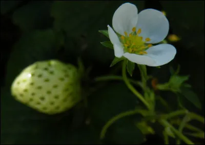 Quelles plantes produisent des fruits à graines à partir de leurs fleurs ?