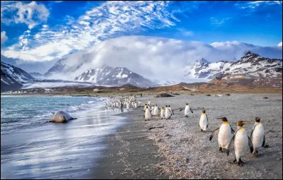 Mal comme Malouines : dans quel océan sont-elles situées ?