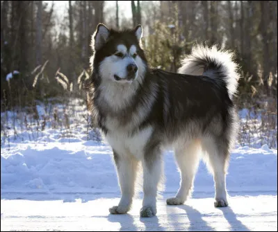 Mal comme malamute : d'où est-il originaire ?