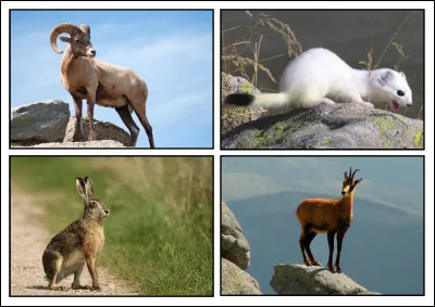 Mal comme mâle : quel est le mâle de l'éterle ?