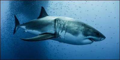 Quel animal mange du requin ?