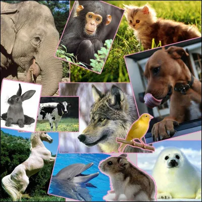 Parmi ces animaux, lequel te représente le plus ?