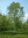 Quiz Arbres