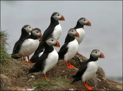 Quels sont ces oiseaux, qui ont failli disparaître et qui sont aujourd'hui plusieurs millions en Islande ?