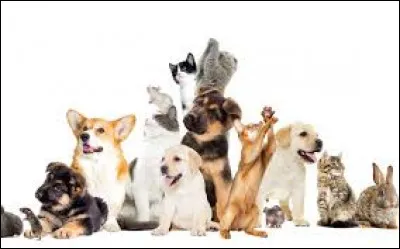 Ton animal préféré est : (partie 2)