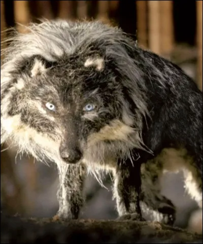 Comment s'appelle le c&eacute;l&egrave;bre conte musical de S. Prokofiev qui met en sc&egrave;ne un petit gar&ccedil;on, une compagnie d'animaux et un loup ?