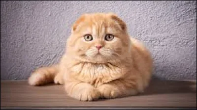 Quelle est la race de ce chat ?