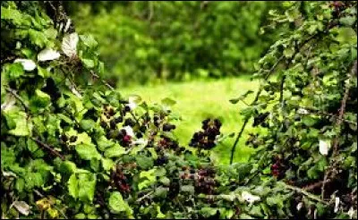 Quels fruits les ronces communes produisent-elles ?