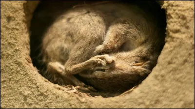 Quel animal n'hiberne pas ?