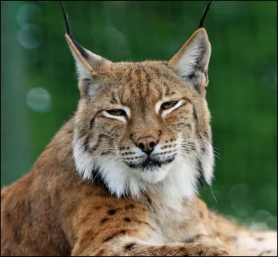 Les lynx font partie de la famille des...
