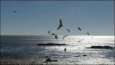 Sur comme survolant : de quelle couleur était l'oiseau survolant la Terre dans la chanson de Marie Myriam ?