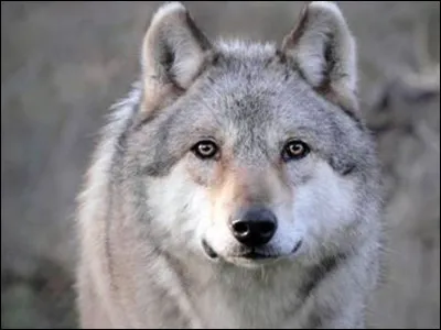 Quel est le patronus de Ron ?