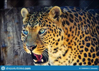 Quels sont les trois clans ancestraux ?