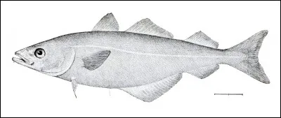 Autrefois, les femmes en déshabillé portait un bonnet. Celui-ci avait pour nom...