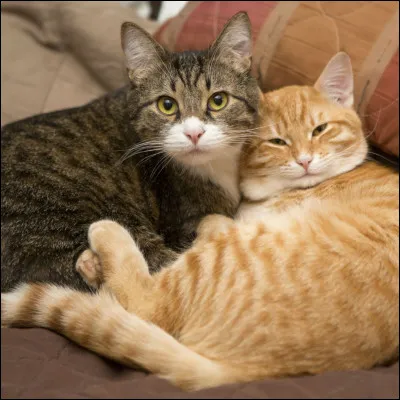 Son chat s'appelle :