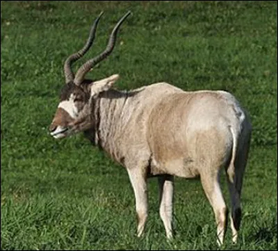 Quelle est cette antilope à nez tacheté de la famille des bovidés ?