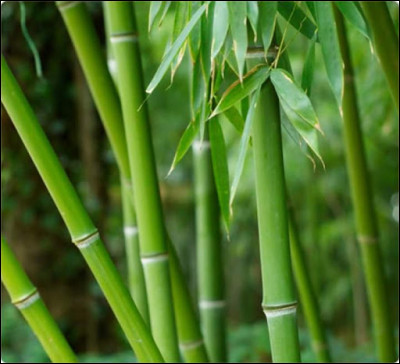 ''Bambou'' est un tube d'...