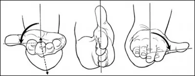 Dans le mouvement de pronation, le pouce est situ&eacute; ...