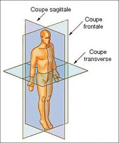 Le plan "horizontal" est celui de ...