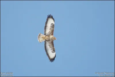 Quel est ce rapace ?