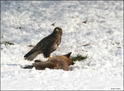 Quel est ce rapace ?