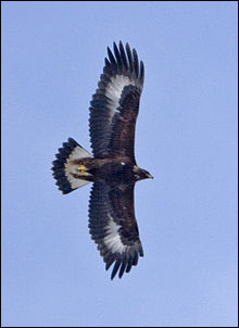 Quiz Aigles