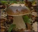 Quel est ce champignon ?