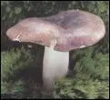 Quel est ce champignon ?