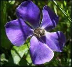 Quelle est cette fleur ?