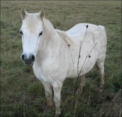 Quelle est la robe de ce cheval ?