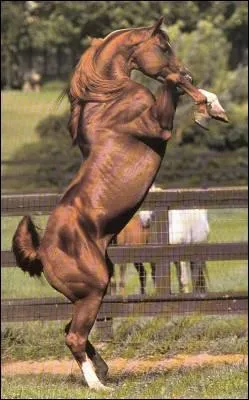 Quelle est la robe de ce cheval ?