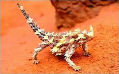 Quel est le nom usuel de ce saurien, appelé ''Diable cornu'' ?