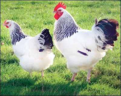 Quelle est la race de cet animal de basse-cour ?