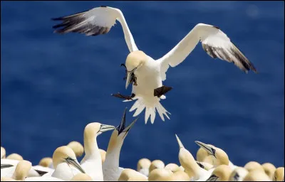 Quel est cet oiseau ?