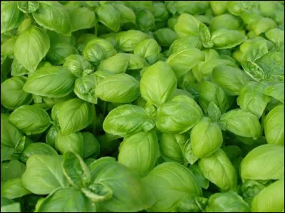 Dans quel pays le basilic est-il considéré comme une plante sacrée ?