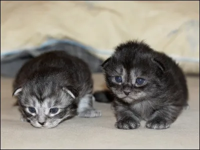 Veux-tu des chatons ?