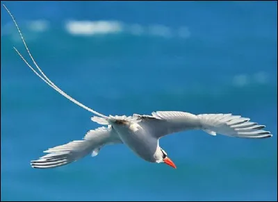 De quelle île l'oiseau ''paille-en-cul'' nommé plus couramment ''paille-en-queue'' est-il emblématique ?