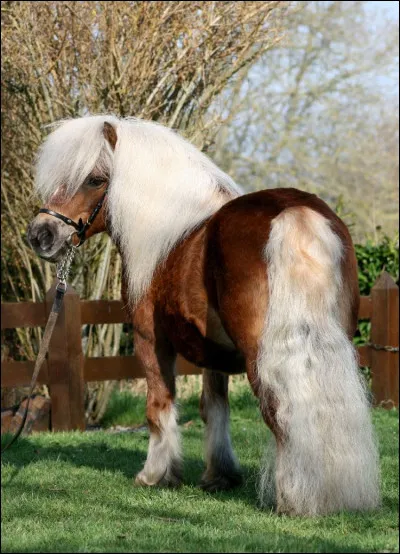 Quel est le nom de cette race ?