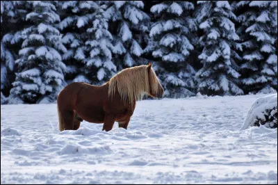 Quel est le nom de cette race ?