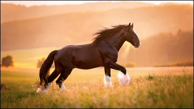 Quel est le nom de cette race ?