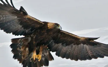 Quiz Aigles