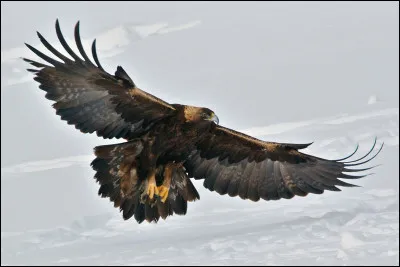 Quel est cet aigle ?