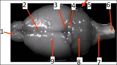 Le num&eacute;ro 9 est :