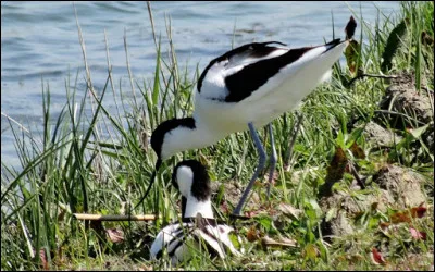 À l'automne 2020, il a été recensé en Baie de Somme, 1182 sarcelles d'hiver, 276 foulques macroule, 257 barges à queue noire, 27 chevaliers gambette etc. Où voir ces espèces de migrateurs ?