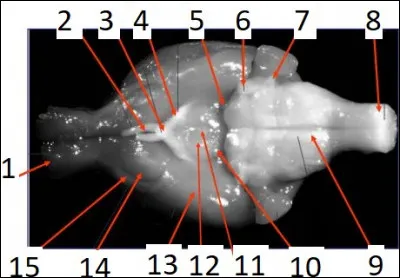 Le num&eacute;ro 6 est :